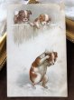 画像3: Postcard　雪で遊ぶ子犬たち　雪合戦　イギリス1908年 (3)