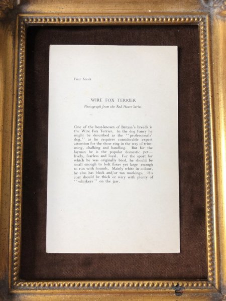 画像3: Postcard ワイヤーフォックステリア犬 イギリス (3)