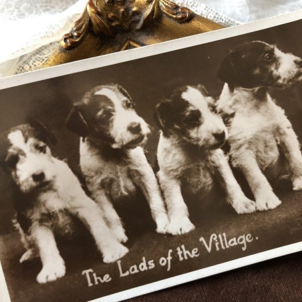 画像1: Postcard　テリア犬の子犬　イギリス1930年 (1)
