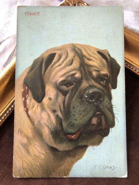 画像2: Postcard マスティフ犬 (未使用) (2)