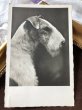 画像2: Postcard　ワイヤーフォックステリア犬　写真　オランダ1939年 (2)
