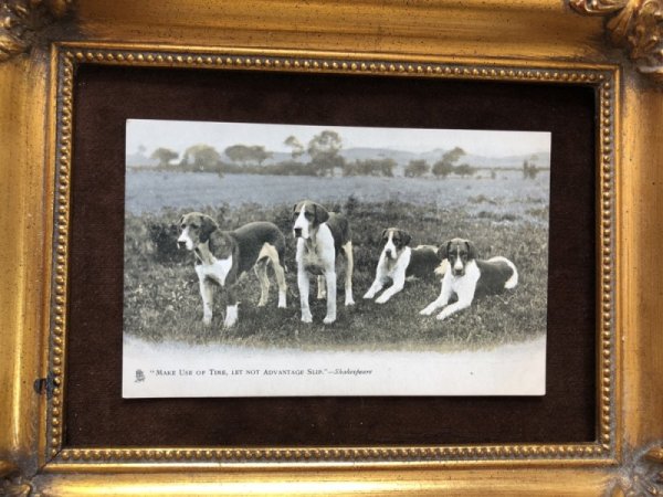 画像2: Postcard ハウンド犬 イギリス (未使用) (2)