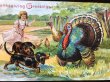 画像2: Postcard　七面鳥とダックスフンド犬　感謝祭　サンクスギビング　アメリカ1907年 (2)