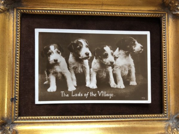 画像2: Postcard テリア犬の子犬 イギリス1930年 (2)