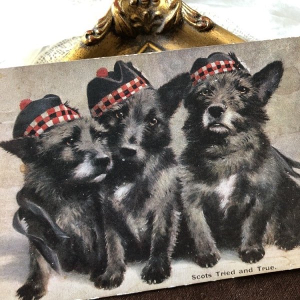 画像1: Postcard　スコティッシュテリアの子犬　イギリス1916年 (1)