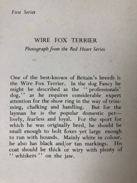 画像4: Postcard ワイヤーフォックステリア犬 イギリス (4)