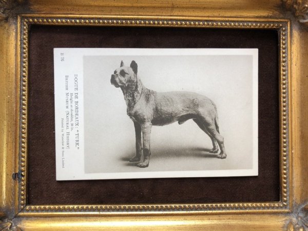 画像2: Postcard ボルドー・マスティフ犬 TURK(未使用) (2)