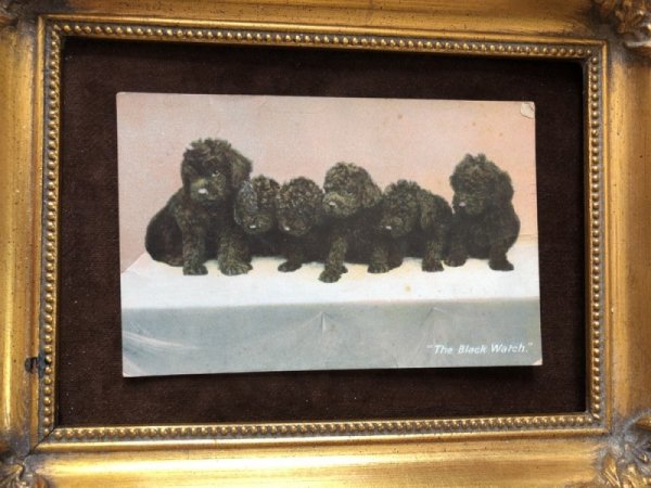 画像3: ▼SALE 500▼ Postcard  プードルの子犬たち  (3)