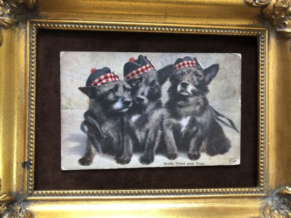 画像2: Postcard スコティッシュテリアの子犬 イギリス1916年 (2)