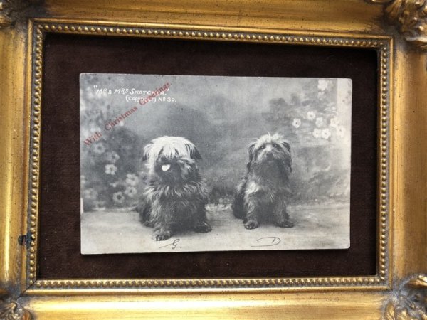 画像2: Postcard ヨークシャーテリア犬 イギリス1908年 (2)