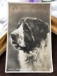 画像2: Postcard　セントバーナード犬　写真 (2)