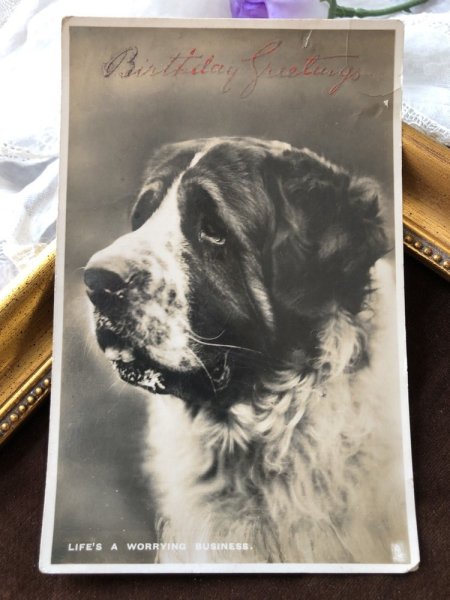 画像2: Postcard セントバーナード犬 写真 (2)