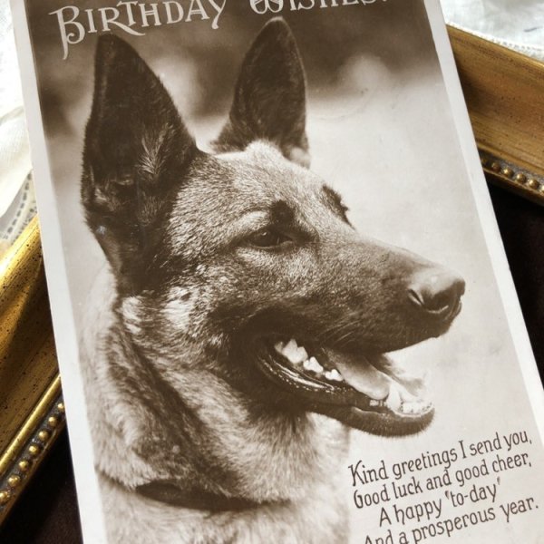 画像1: Postcard　ジャーマンシェパード犬　イギリス1933年 (1)