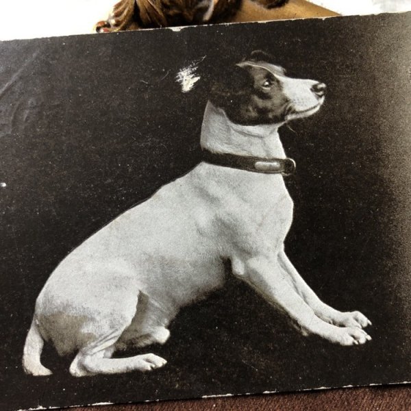 画像1: Postcard　テリア犬　イギリス1903年　 (1)