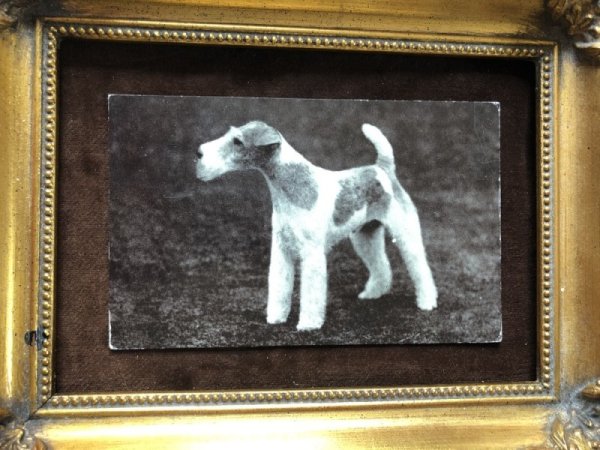 画像2: Postcard ワイヤーフォックステリア犬 イギリス (2)