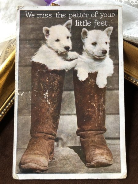 画像2: Postcard ブーツの中のウェスティ犬の子犬 イギリス1934年 (2)