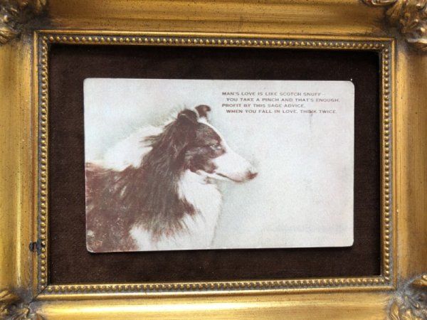 画像2: ▼SALE 500▼ Postcard  コリー犬 (2)
