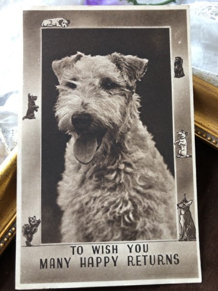 画像2: Postcard ワイヤーフォックステリア犬 イギリス (未使用) (2)