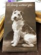 画像2: Postcard　テリア犬　写真　（未使用） (2)