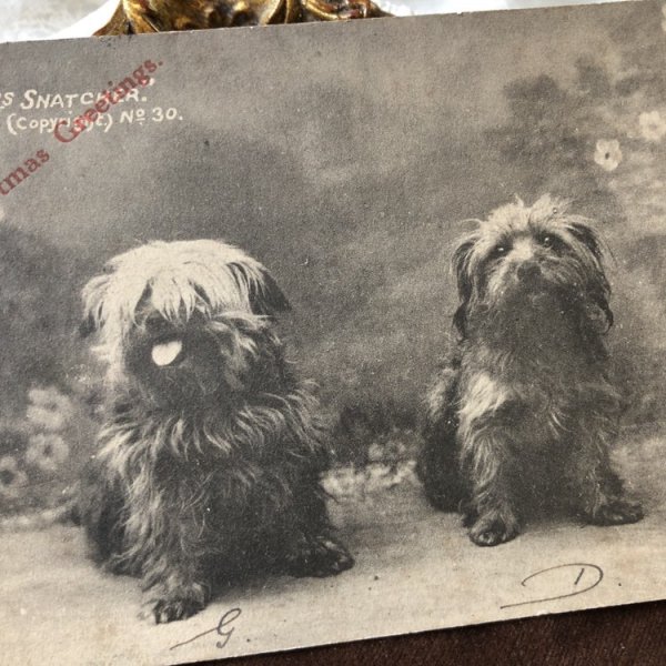画像1: Postcard　ヨークシャーテリア犬　イギリス1908年 (1)