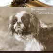 画像1: Postcard　キングチャールズスパニエル犬　キャバリア　写真　イギリス1912年 (1)