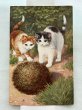 画像1: Postcard  　アンティークポストカード　ハリネズミと子猫　 (1)