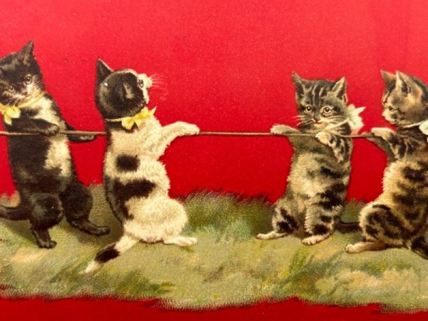 画像2: Postcard   アンティークポストカード 綱引きをする猫たち Helena Maguire 1909年 (2)