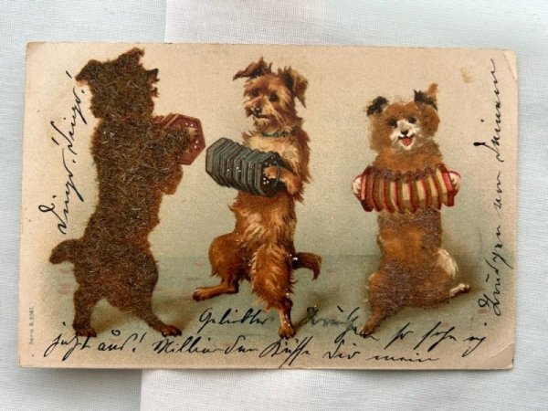 画像1: Postcard  　アンティークポストカード　アコーディオンを弾く犬たち　Helena Maguire　1901年 (1)
