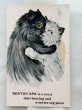 画像1: Postcard　アンティークポストカード　抱き合う猫たち　イギリス1912年 (1)