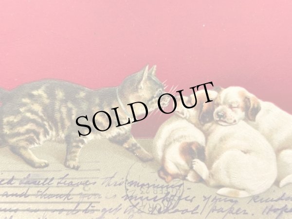 画像2: Postcard   アンティークポストカード 寝ている子犬に近づく猫 Helena Maguire  (2)