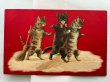 画像1: Postcard  　アンティークポストカード　3匹の猫たち　Helena Maguire　 (1)