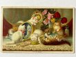画像1: Postcard  　アンティークポストカード　お化粧台の上で遊ぶ子猫たち　時計　薔薇　香水　アメリカ1910年 (1)