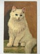 画像1: Postcard  　アンティークポストカード　青い瞳の白猫　長毛　 (1)