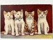 画像1: Postcard　アンティークポストカード  子猫　（未使用） (1)