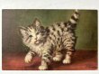 画像1: Postcard  　アンティークポストカード　子猫　キジトラ　スイス　（未使用） (1)