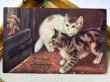 画像2: Postcard  　アンティークポストカード　ニワトリと子猫　カナダ1909年 (2)