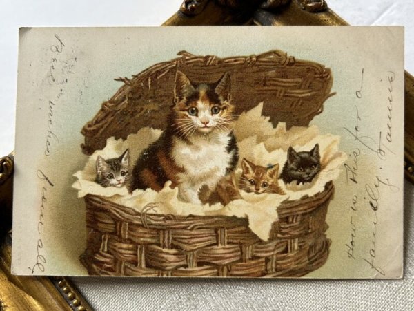 画像2: Postcard   アンティークポストカード バスケットの中の猫の親子 子猫 三毛猫 Helena Maguire アメリカ1907年 (2)