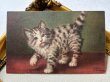 画像2: Postcard  　アンティークポストカード　子猫　キジトラ　スイス　（未使用） (2)