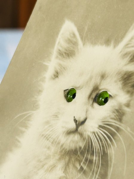 画像5: Postcard アンティークポストカード 緑色の瞳の猫 ガラス グラスアイ (5)