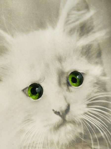 画像4: Postcard アンティークポストカード 緑色の瞳の猫 ガラス グラスアイ (4)