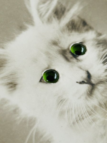 画像2: Postcard アンティークポストカード 緑色の瞳の猫 ガラス グラスアイ (2)