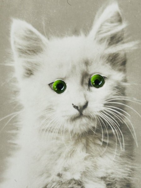 画像3: Postcard アンティークポストカード 緑色の瞳の猫 ガラス グラスアイ (3)