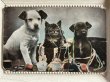 画像1: Postcard  　アンティークポストカード　お裁縫箱と子犬と子猫　イギリス1908年 (1)