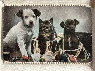 Snowdrop Postcards アンティークポストカード専門店 < Dog >