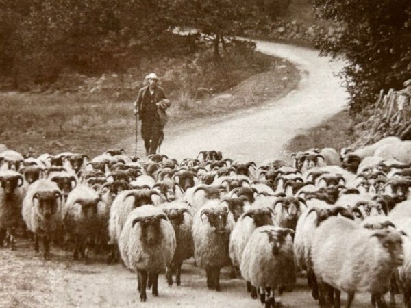 画像2: Postcard   アンティークポストカード 羊の群れと羊飼い 写真 イギリス1910年 (2)