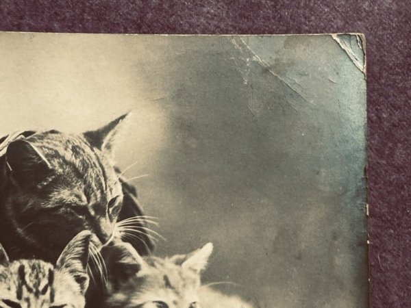 画像2: Postcard　アンティークポストカード　バスケットの中の子猫たち　オランダ (2)
