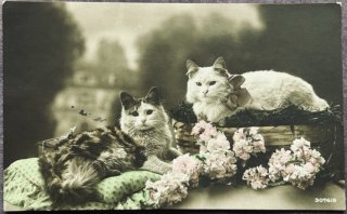 Snowdrop Postcards アンティークポストカード専門店 < Cat Photo >