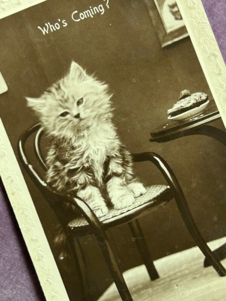 画像2: Postcard アンティークポストカード カフェの猫 椅子 写真 イギリス1924年 (2)