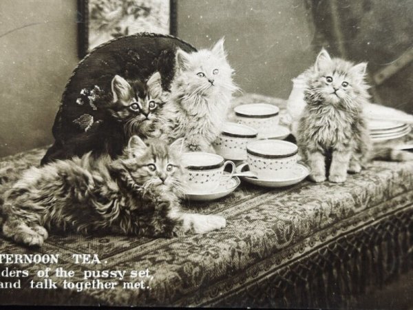 画像2: Postcard アンティークポストカード 長毛子猫とティーカップ 写真 イギリス1913年 (2)