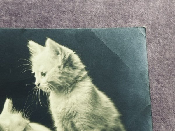 画像2: Postcard　アンティークポストカード　2匹の子猫　写真　（未使用） (2)